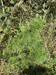 Eupatorium capillifolium