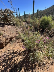 Penstemon spectabilis