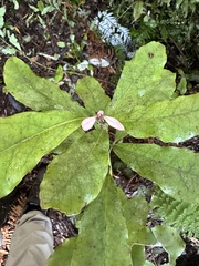 Alseuosmia macrophylla