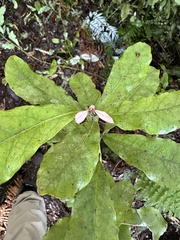 Alseuosmia macrophylla