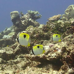 Chaetodon unimaculatus