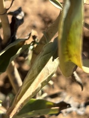 Penstemon spectabilis