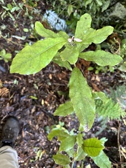 Alseuosmia macrophylla