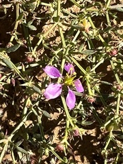 Fagonia laevis