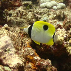 Chaetodon unimaculatus