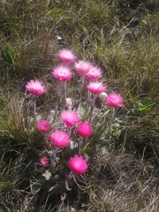 Helichrysum ecklonis