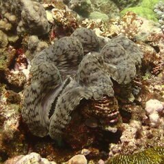 Tridacna squamosa