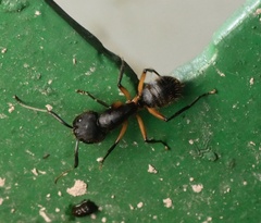 Camponotus renggeri