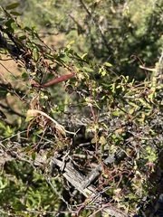 Metastelma californicum