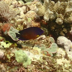 Centropyge bispinosa