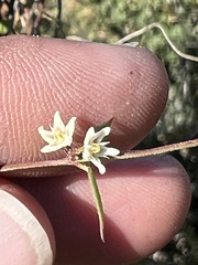 Metastelma californicum
