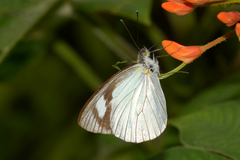 Leptophobia penthica