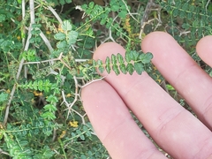 Sarcopoterium spinosum