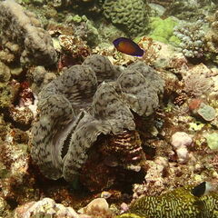 Tridacna squamosa