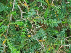 Sarcopoterium spinosum