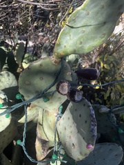 Opuntia orbiculata