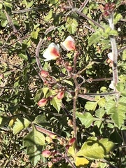 Cardiospermum corindum