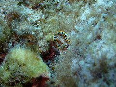 Prostheceraeus floridanus