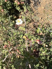 Cardiospermum corindum