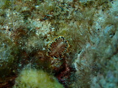Prostheceraeus floridanus