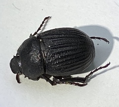 Phyllophaga cribrosa