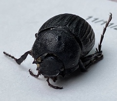 Phyllophaga cribrosa