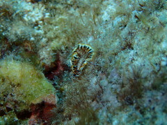Prostheceraeus floridanus