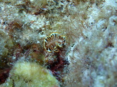 Prostheceraeus floridanus