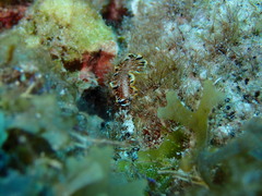 Prostheceraeus floridanus