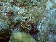 Prostheceraeus floridanus