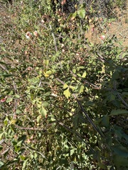 Cardiospermum corindum