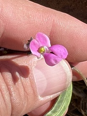 Phaseolus filiformis