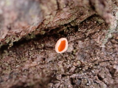 Lachnellula