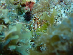 Prostheceraeus floridanus