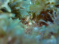 Prostheceraeus floridanus