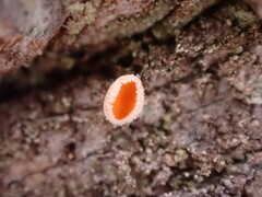 Lachnellula