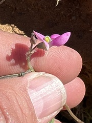 Phaseolus filiformis