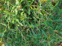Sarcopoterium spinosum