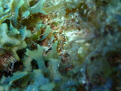 Prostheceraeus floridanus