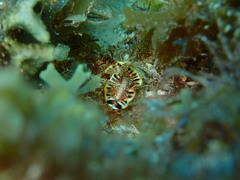 Prostheceraeus floridanus