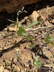 Phaseolus filiformis