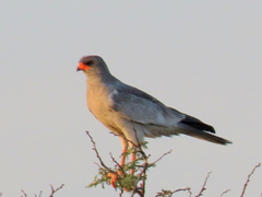 Melierax canorus argentior