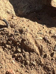 Veromessor pergandei