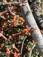 Phoradendron californicum