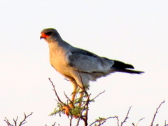 Melierax canorus argentior