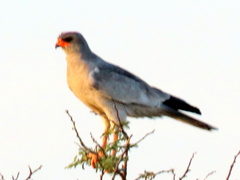 Melierax canorus argentior