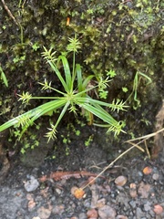 Cyperus meyenianus