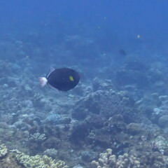 Melichthys vidua