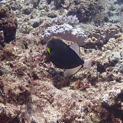 Melichthys vidua
