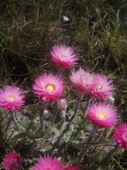 Helichrysum ecklonis
